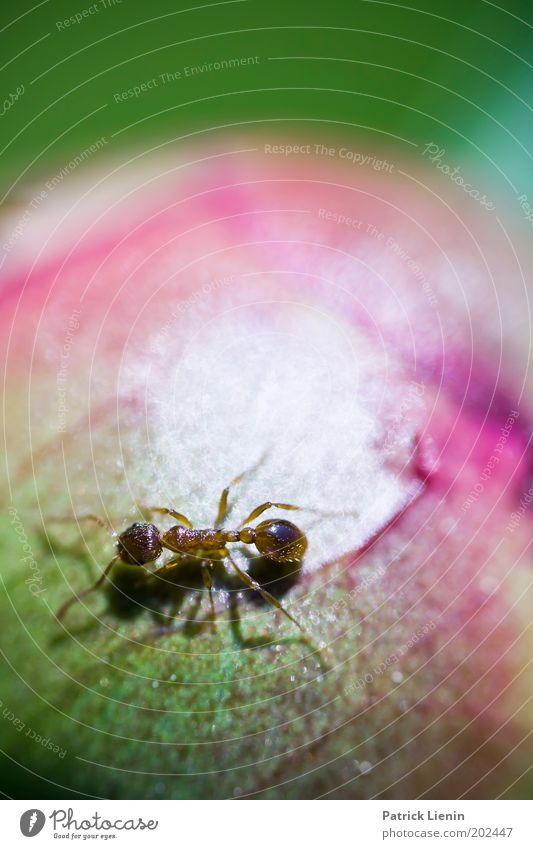 Around The World... Tier Ameise laufen Suche Blütenknospen Rose grün Natur Garten Insekt klein rund Pflanze Biologie anschaulich interessant Farbfoto
