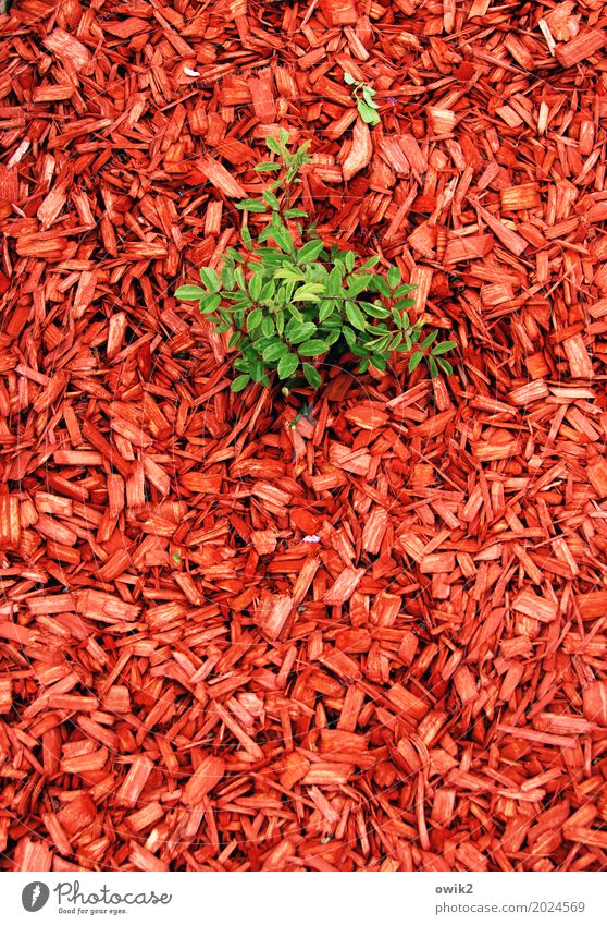 Koalitionspartner Umwelt Natur Blatt Grünpflanze Zweig Jungpflanze Garten Späne bedecken Boden Holz Wachstum authentisch Erfolg frei Gesundheit nachhaltig