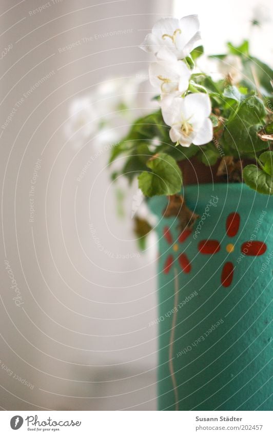 Blumentopf Pflanze schön Kitsch Glockenblume Topfpflanze Häusliches Leben vertrocknet Blüte türkis Fensterbrett Fensterplatz Schönes Wetter Wachstum einzigartig