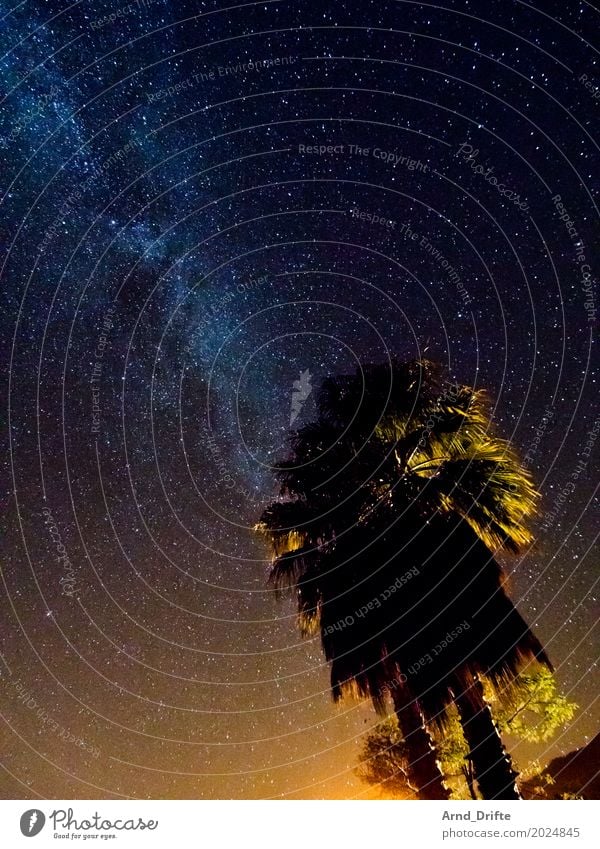 Milchstraße hinter Palmen Ferien & Urlaub & Reisen Ferne Expedition Natur Landschaft Himmel Nachthimmel Stern alt gigantisch blau gelb Weltall sternenklar