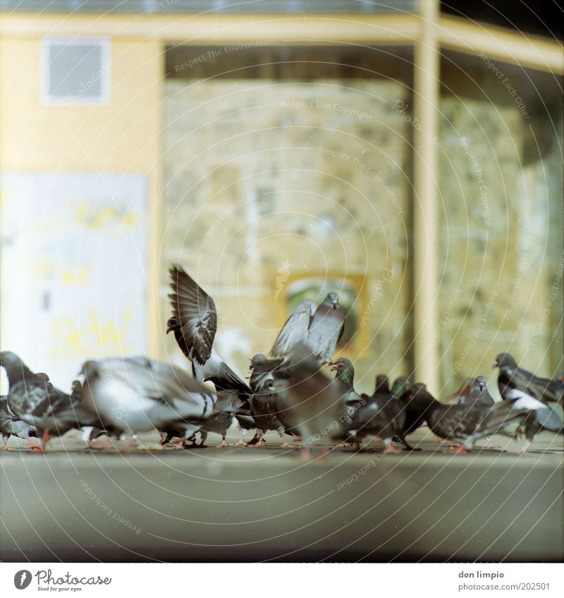 Tauben 3 Haus Stadt Menschenleer Platz Vogel Schwarm Tierpaar Brunft fliegen hocken frei viele wild Bewegung Natur Todesangst Parasit Feder Flügel