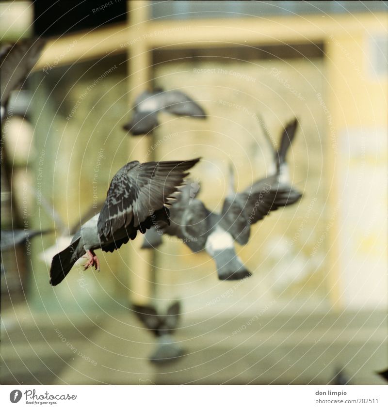 Tauben 4 Tier Menschenleer Platz Vogel Schwarm fliegen frei nah wild grau Natur stagnierend Parasit Feder Flügel Bewegung Plage Farbfoto Außenaufnahme