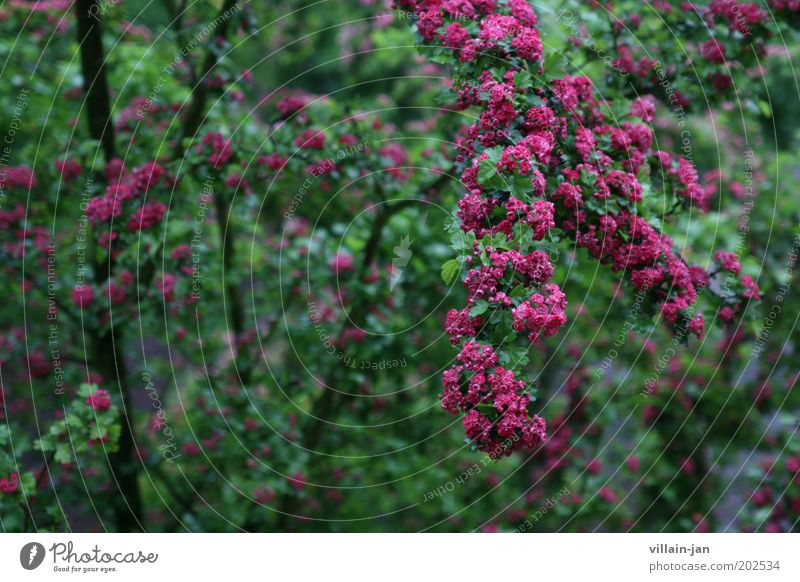 Blüten Natur Pflanze Baum Grünpflanze Blühend Wachstum nass grün violett rosa Umwelt Farbfoto Außenaufnahme Menschenleer Schwache Tiefenschärfe Tag
