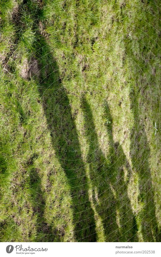Schattendasein schön Mensch maskulin 4 Menschengruppe Gras stehen warten grün Zusammenhalt Farbfoto Silhouette Größenunterschied