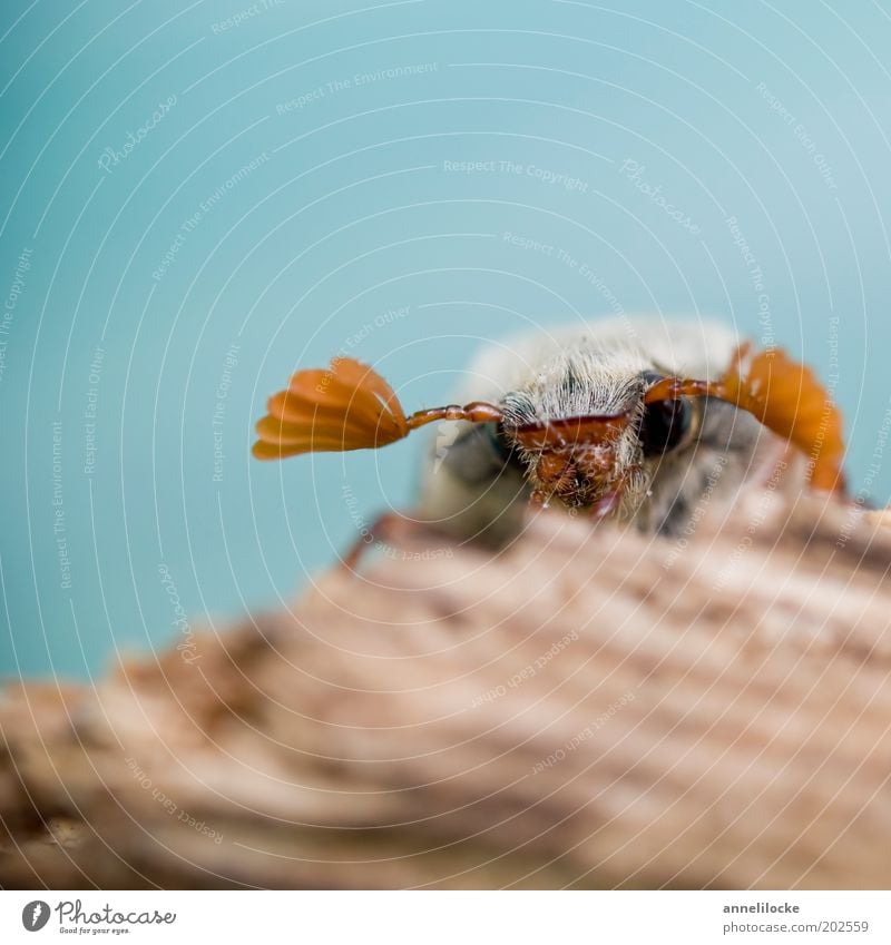 ein wenig schüchtern Natur Tier Wildtier Tiergesicht Flügel Insekt Käfer Maikäfer Fühler Auge krabbeln Blick klein blau braun sitzen niedlich Außenaufnahme