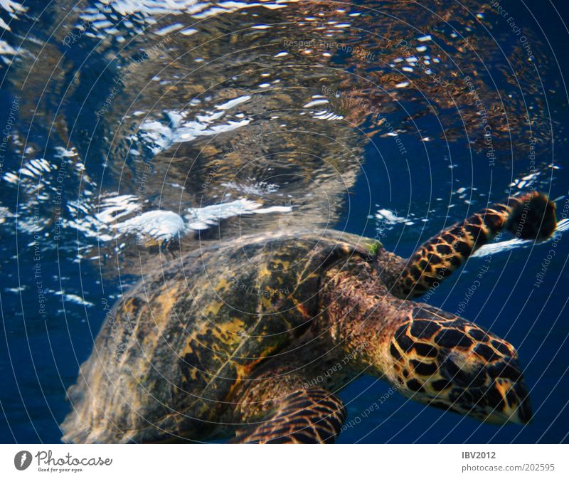 Hallo, Nachbar... Ferien & Urlaub & Reisen Freiheit Meer Wasser Schildkröte Idylle Malediven Asien Unterwasseraufnahme Farbfoto Wasserschildkröte