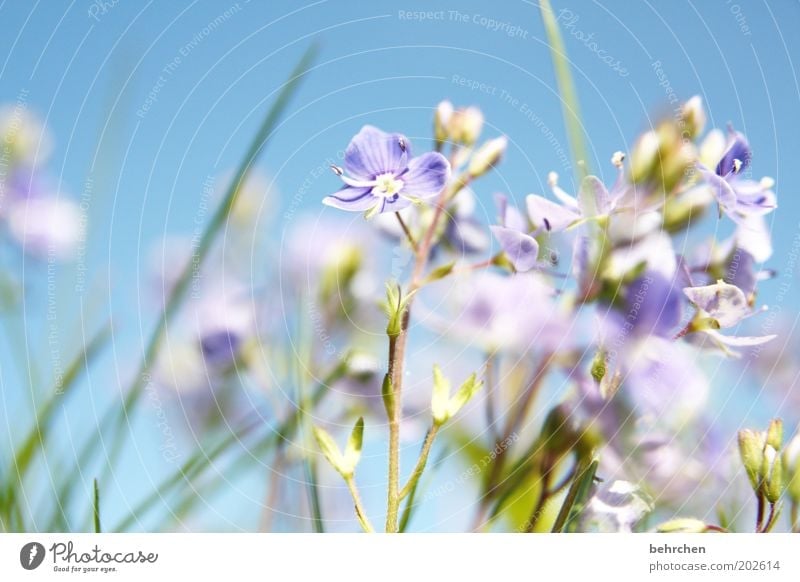 babyblau Umwelt Natur Landschaft Pflanze Himmel Wolkenloser Himmel Frühling Sommer Klimawandel Schönes Wetter Blume Gras Blüte Garten Wiese Feld