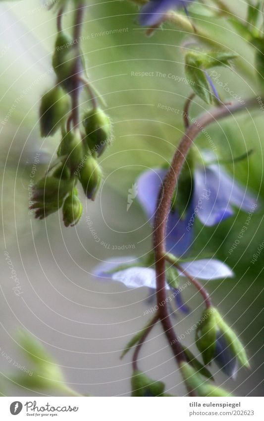 durchhänger Natur Pflanze Frühling Blume Blüte Grünpflanze Wiese hängen dehydrieren natürlich wild blau grün Farbe Vergißmeinnicht Blütenknospen Stengel