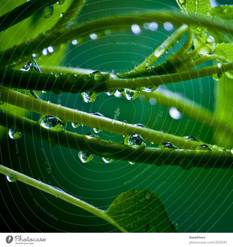 Lebens-Grün Natur Pflanze Wasser Wassertropfen Frühling Wetter Regen Sträucher Grünpflanze nass grün Farbfoto mehrfarbig Außenaufnahme Nahaufnahme