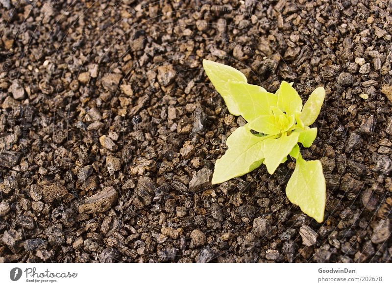 Kontrastprogramm Umwelt Natur Landschaft Pflanze Erde Klima Schönes Wetter Wachstum warten frei braun gelb Frühlingsgefühle Farbfoto Außenaufnahme Menschenleer