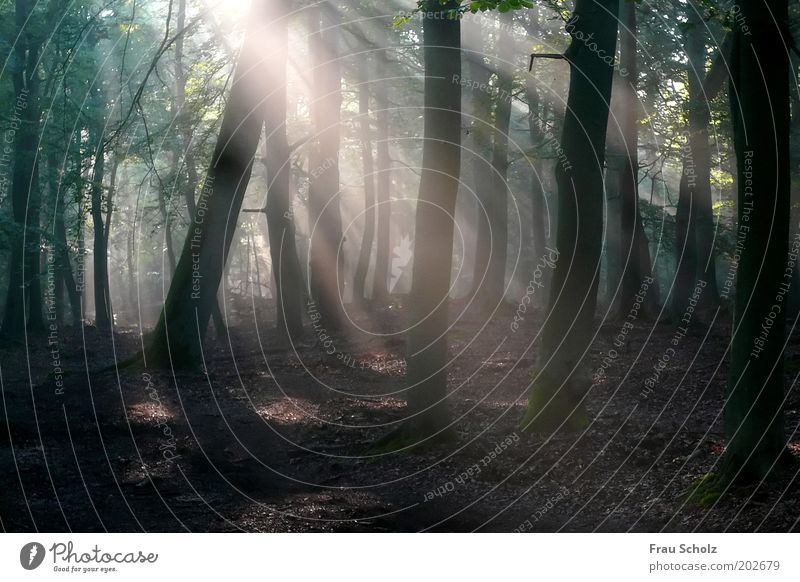 zum Meer harmonisch Zufriedenheit Sonnenlicht Nebel Baum Wald Holz ruhig nachhaltig Natur Zerstörung Buchenwald Farbfoto Außenaufnahme Menschenleer Morgen