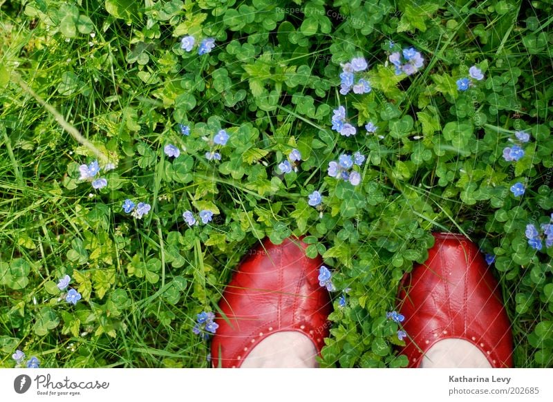 David Bowie Mensch Leben Fuß 1 Umwelt Natur Frühling Sommer Blume Gras Garten Park Wiese Schuhe stehen authentisch grün violett rot Zufriedenheit