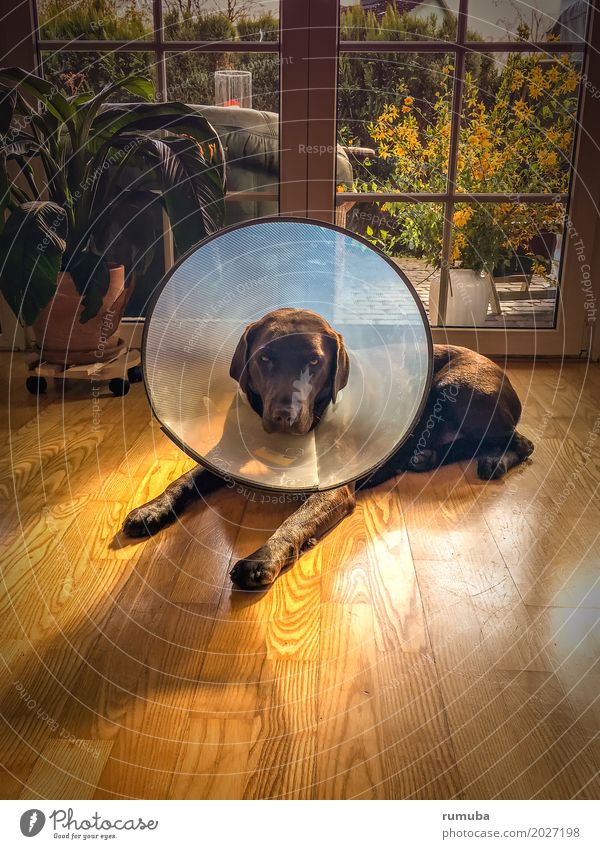 Labrador mit Halskrause Menschenleer Tier Haustier Hund Fell 1 liegen Krankheit braun Tapferkeit Vertrauen Tierliebe Erholung Fürsorge Halskragen Wohnzimmer