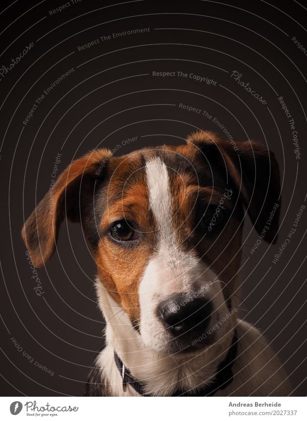 Jack Russell Terrier Welpe Haustier Hund Tierjunges listig Neugier niedlich puppy dog cute pet parson russel purebred young animal brown doggy mammal breed