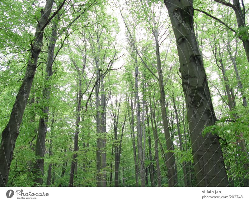 Riesenwald Natur Himmel Sommer Baum Wald Holz braun grün Farbfoto Außenaufnahme Menschenleer Tag Froschperspektive
