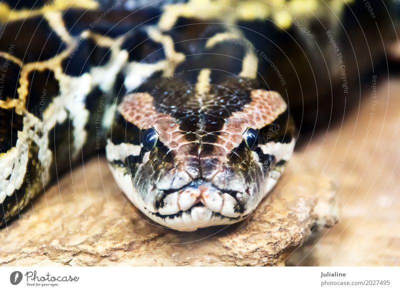 retikulierte Python Kopf in vollem Gesicht exotisch Haut Zoo Tier Leder Schlange 1 Schutz Boa Tierwelt Reptil Lebewesen reptilisch Anakondas Zoologie Raubtier