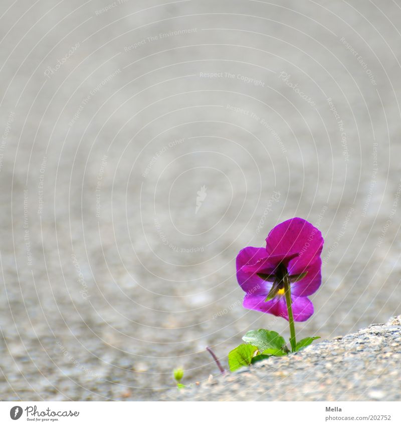 Durchsetzungsvermögen Umwelt Natur Pflanze Blume Blüte Stiefmütterchen Stein Blühend Wachstum Freundlichkeit schön klein positiv violett Gefühle Stimmung