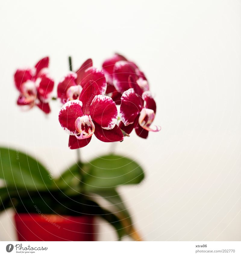 topffpflanze Pflanze Orchidee Blatt Blüte Topfpflanze schön Farbfoto Innenaufnahme Blumentopf rot rosa Textfreiraum rechts