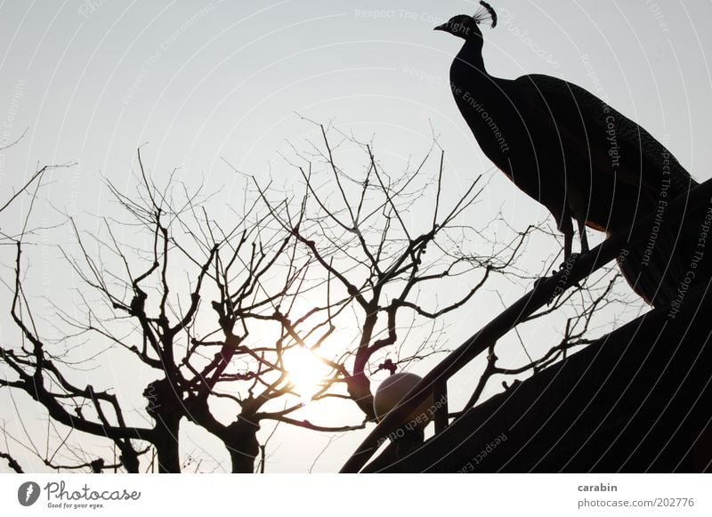 Evening Sun Tier Vogel Zoo Hoffnung Natur Außenaufnahme Textfreiraum oben Licht Schatten Pfau Baum laublos Sonne Dämmerung