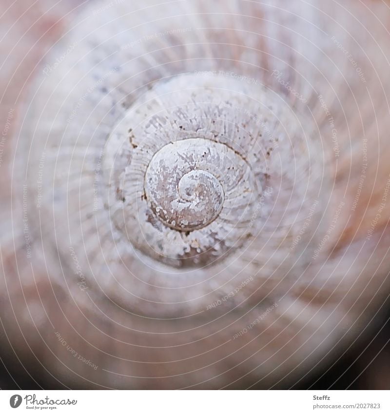 Schneckenhaus mit Natursymmetrie Spirale Urform Form Spiralform spiralförmig Struktur spiralenförmig symmetrisch Naturmuster Symmetrie der Natur natürlich rund
