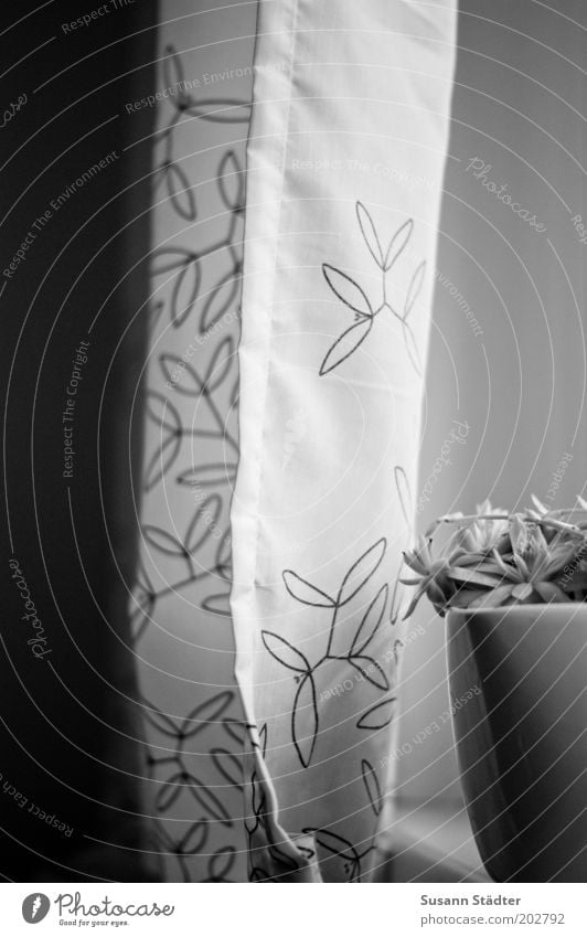 Am Fenster Pflanze Vorhang Muster Blumentopf Fensterbrett Kaktus Naht Saum Dekoration & Verzierung Stil schick Detailaufnahme Menschenleer Textfreiraum links