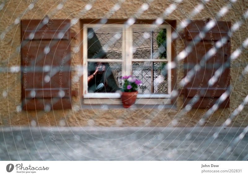 Übersehener Zaungast Blume Topfpflanze Haus Fenster braun Wachsamkeit Fensterladen Sprossenfenster Fotografieren Nachbar Netz Spiegelbild Maschendrahtzaun