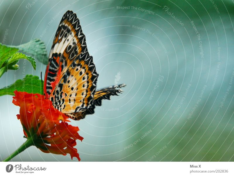 Schmetterlingsfoto Blatt Tier Flügel 1 exotisch Farbfoto mehrfarbig Außenaufnahme Nahaufnahme Makroaufnahme Menschenleer Textfreiraum rechts