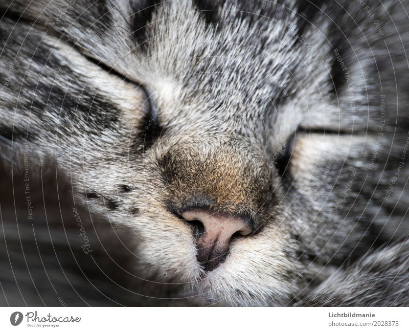 Träumchen Tier Haustier Katze Tiergesicht Fell Nase Schnurrhaar Tigerkatze Tigerfellmuster Katzentraum Katzenschlaf Erholung schlafen träumen grau Geborgenheit