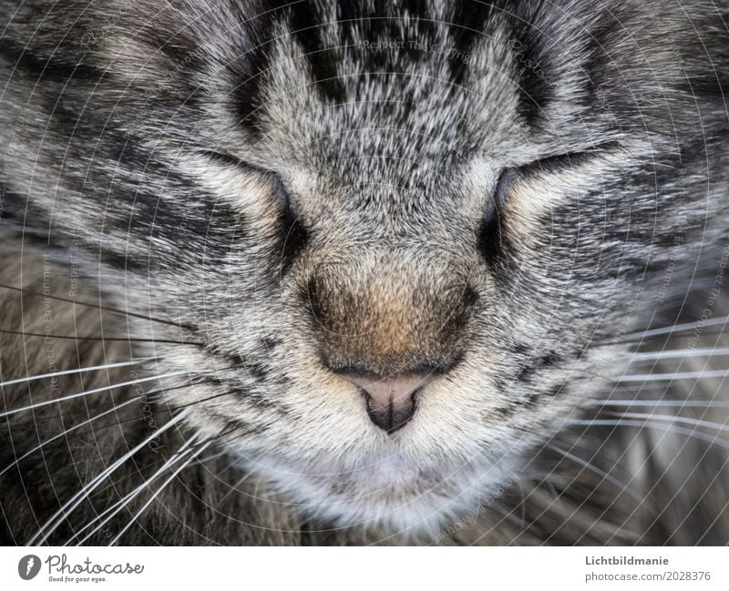 Katzentraum Tier Haustier Tiergesicht Fell Katzenauge Nase Auge Schnurrhaar Tigerkatze Tigerfellmuster Katzennase Kopf Katzenkopf Erholung schlafen träumen