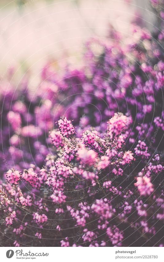 Heidekraut II Natur Pflanze Schönes Wetter Sträucher Wiese Blühend leuchten Wachstum glänzend Glück grün violett Freude Fröhlichkeit Zufriedenheit Zusammensein
