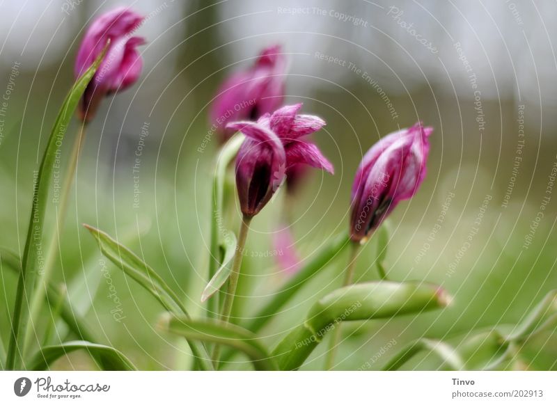 Gockel Natur Pflanze Frühling Blume Park Blühend frisch grün rosa chaotisch Wachstum Wandel & Veränderung Farbfoto Menschenleer Textfreiraum rechts