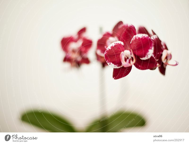 Phalaenopsis Pflanze Orchidee Blüte Topfpflanze exotisch ästhetisch elegant Farbfoto Innenaufnahme Textfreiraum links Hintergrund neutral Schwache Tiefenschärfe