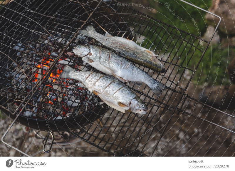Fische grillen ist besser als Grillen fischen Lifestyle Gesunde Ernährung Freizeit & Hobby Wohnung Garten Feste & Feiern Lebensfreude Essen Abendessen Feuer