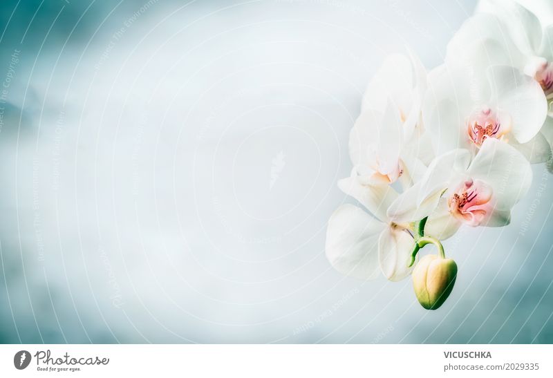 Schöne weiße Orchidee auf blauem Hintergrund elegant Design Wellness Spa Sommer Häusliches Leben Natur Pflanze Blume Blüte Dekoration & Verzierung Blumenstrauß
