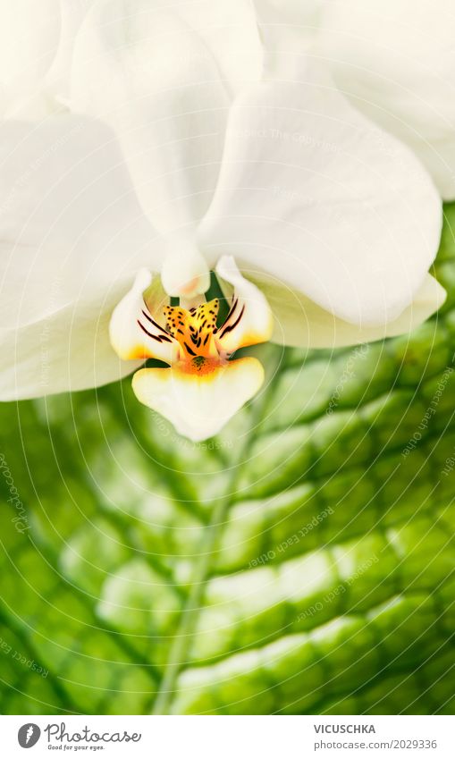 Nahaufnahme von weißer Orchidee elegant Design Wellness Spa Freizeit & Hobby Natur Pflanze Sommer Blume Blühend gelb Stil grün Blatt Zimmerpflanze Farbfoto