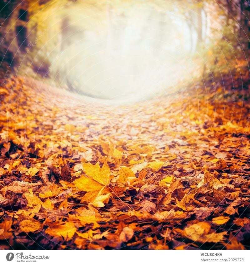 Herbst Natur Hintergrund mit bunten Laub Stil Design Garten Pflanze Sonnenlicht Schönes Wetter Baum Sträucher Blatt Park Wald gelb Hintergrundbild Allee schön