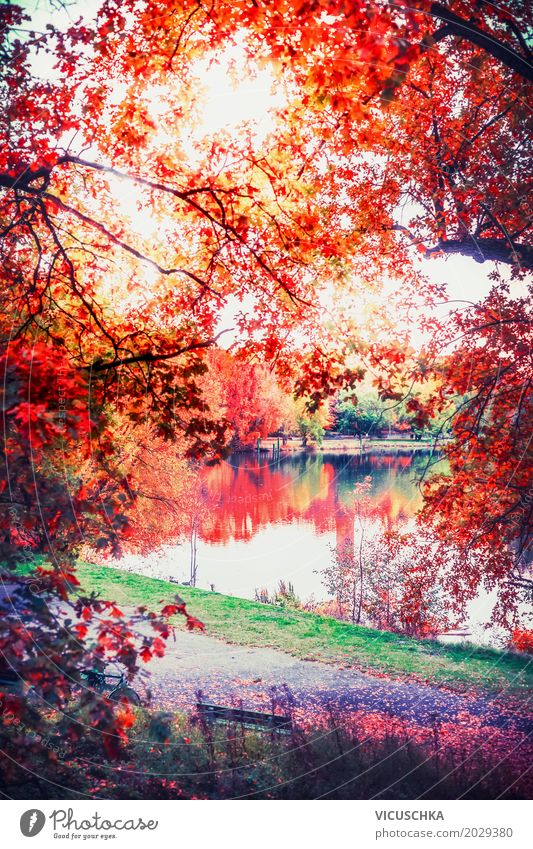 Herbst Natur mit See im Park Lifestyle Design Garten Landschaft Pflanze Baum Sträucher Blatt gelb Deutschland Teich rot schön Schönes Wetter Farbfoto
