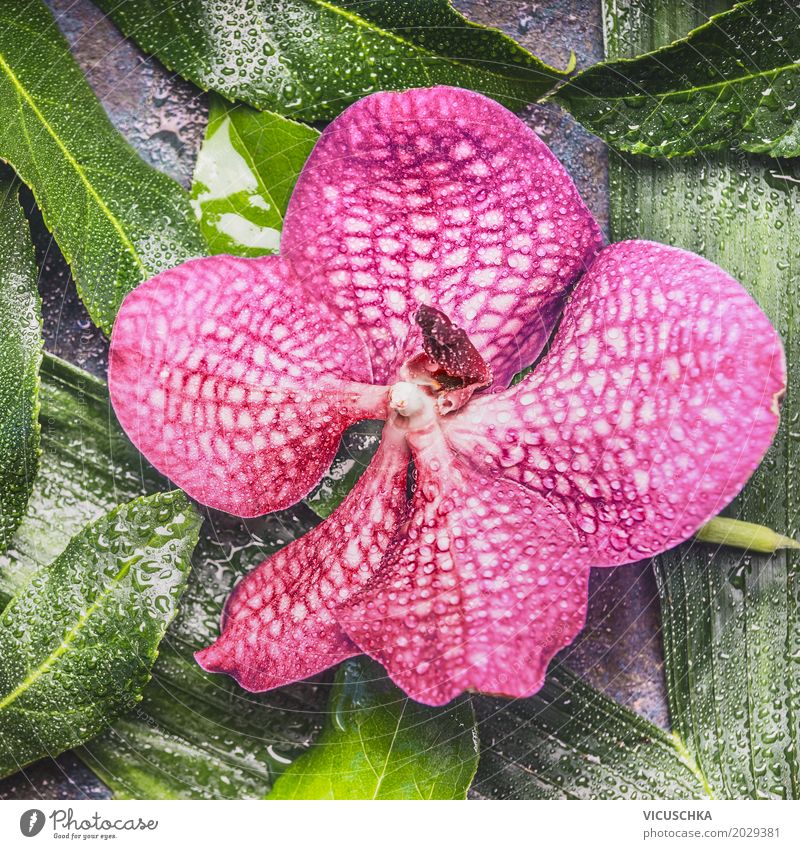 Nahaufnahme von rosa Orchidee Blume elegant Design Sommer Natur Pflanze Blatt Blüte Stil Orchideenblüte tropisch schön Farbfoto Detailaufnahme Makroaufnahme