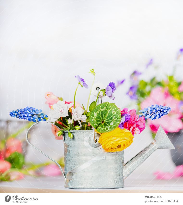 Gießkanne mit bunten Garten Blumen auf dem Tisch Stil Design Freizeit & Hobby Sommer Häusliches Leben Innenarchitektur Dekoration & Verzierung Natur Pflanze