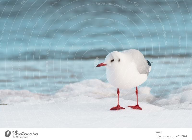 Alles klar Umwelt Natur Urelemente Wasser Winter Klima Schönes Wetter Eis Frost Schnee Küste Nordsee Ostsee Meer Tier Wildtier Vogel 1 kalt klein natürlich