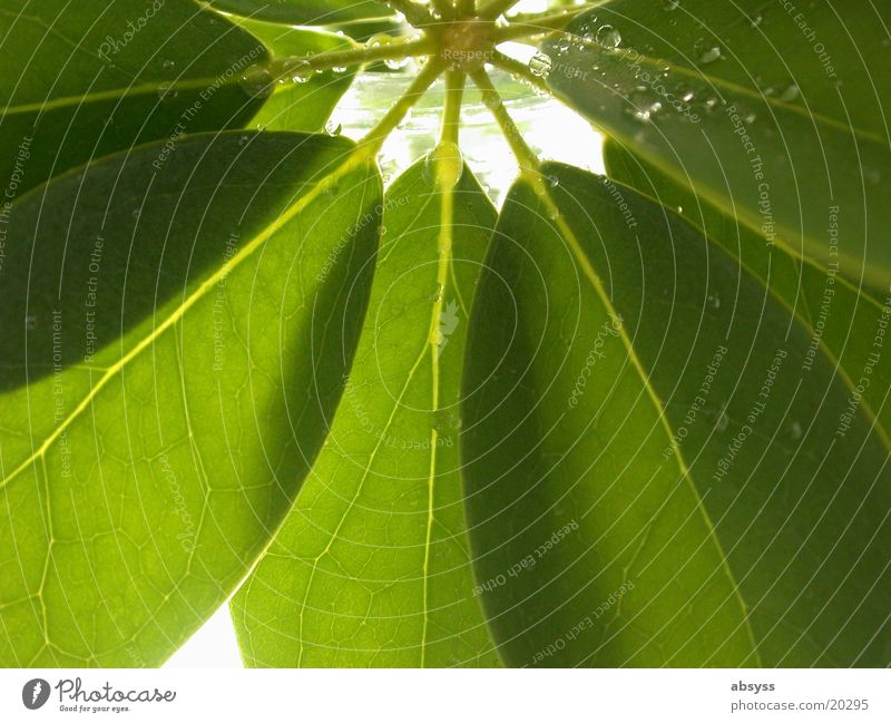 green fan Pflanze Blatt grün Fächer Wassertropfen Natur Detailaufnahme Makroaufnahme