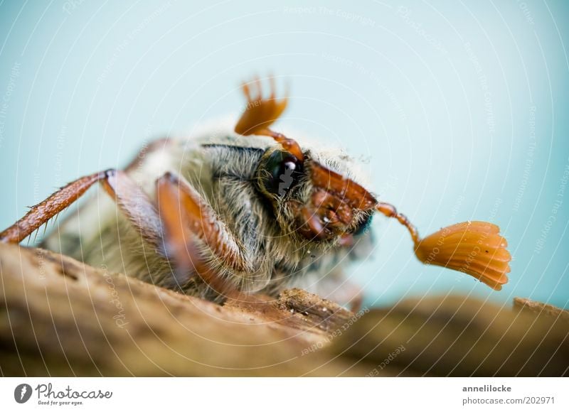 Porträt eines Maikäfers (Halbprofil) Natur Tier Frühling Käfer Tiergesicht Insekt Fell Fühler Facettenauge krabbeln Blick sitzen niedlich Farbfoto mehrfarbig