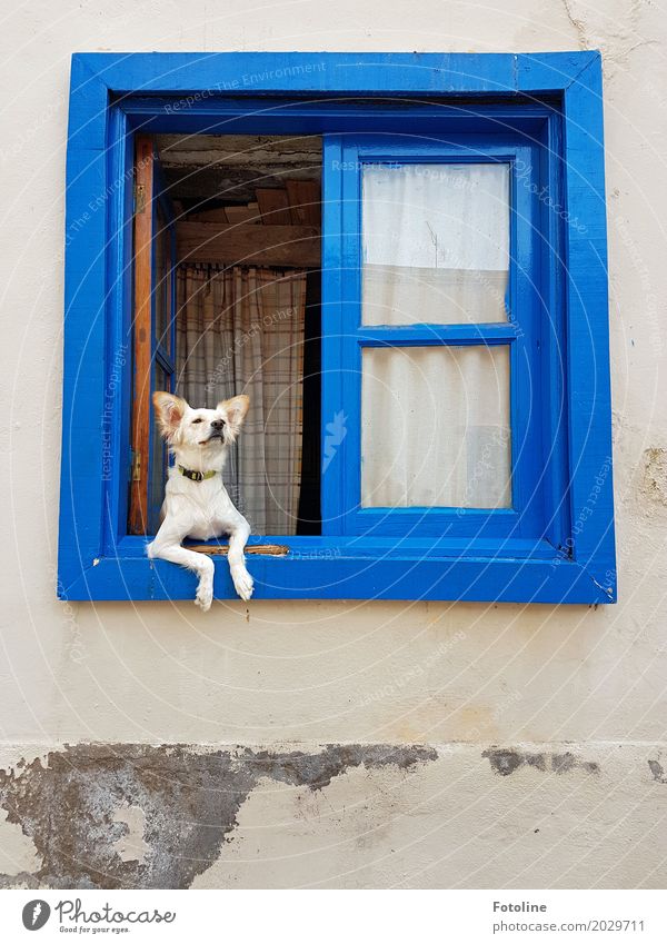 Es liegt was in der Luft! Haus Mauer Wand Fassade Fenster Haustier Hund Tiergesicht Fell 1 blau Fensterrahmen Fensterscheibe Vorhang gemütlich Geruch Halsband