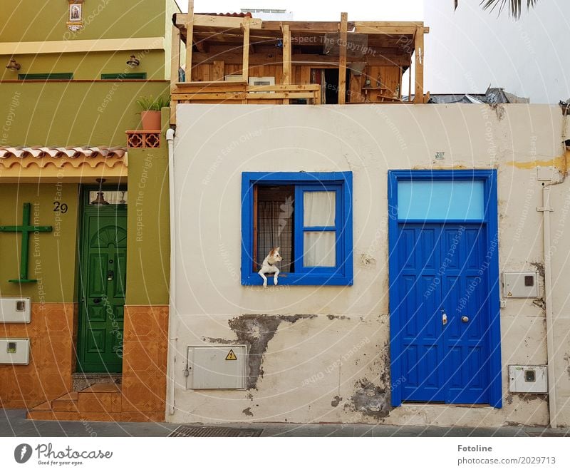 Wachhund ;-) Haus Fassade Fenster Tür Haustier Hund 1 Tier blau braun grün Christliches Kreuz beobachten Haushund Pfote Teneriffa Farbfoto mehrfarbig