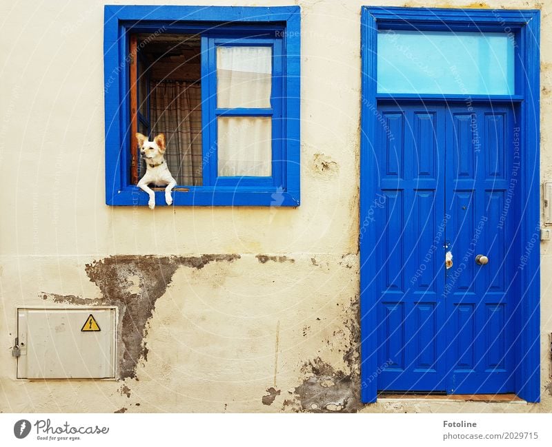 Chill mal! Haus Hütte Mauer Wand Fassade Fenster Tür Tier Haustier Hund Tiergesicht Pfote 1 blau Haushund Fensterscheibe Fensterrahmen Türrahmen beobachten