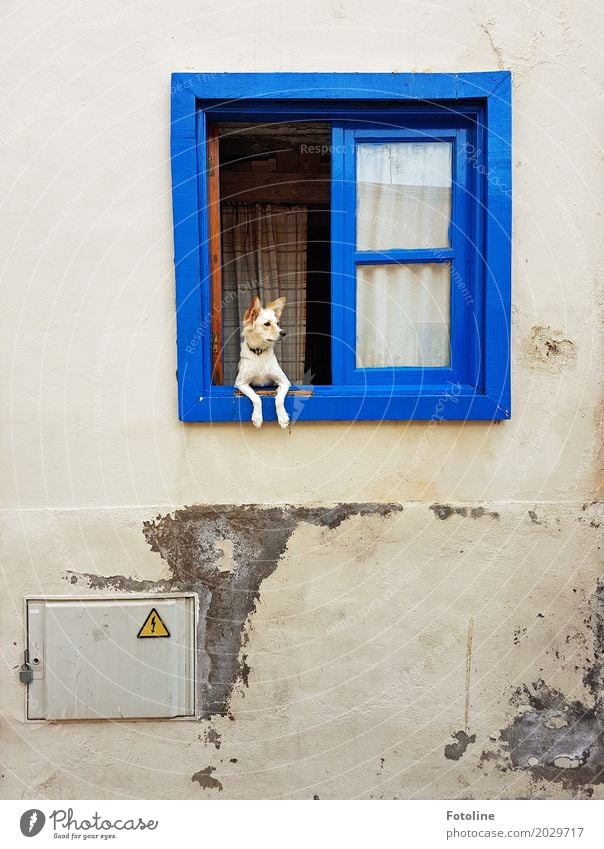 Hola! Haus Mauer Wand Fassade Fenster Tier Haustier Hund Tiergesicht Fell Pfote 1 blau bewachen Haushund beobachten Fensterscheibe Fensterrahmen Putz Farbfoto