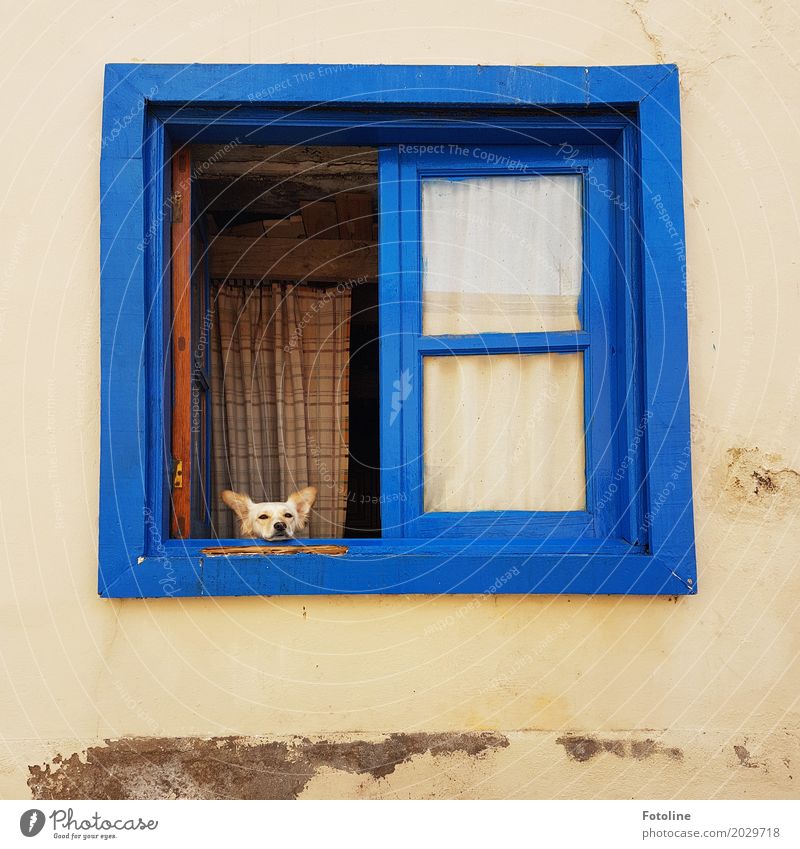 Menno ich möchte raus! Haus Fassade Fenster Tier Haustier Hund Tiergesicht Fell 1 blau Gardine Blick beobachten Farbfoto mehrfarbig Außenaufnahme Menschenleer