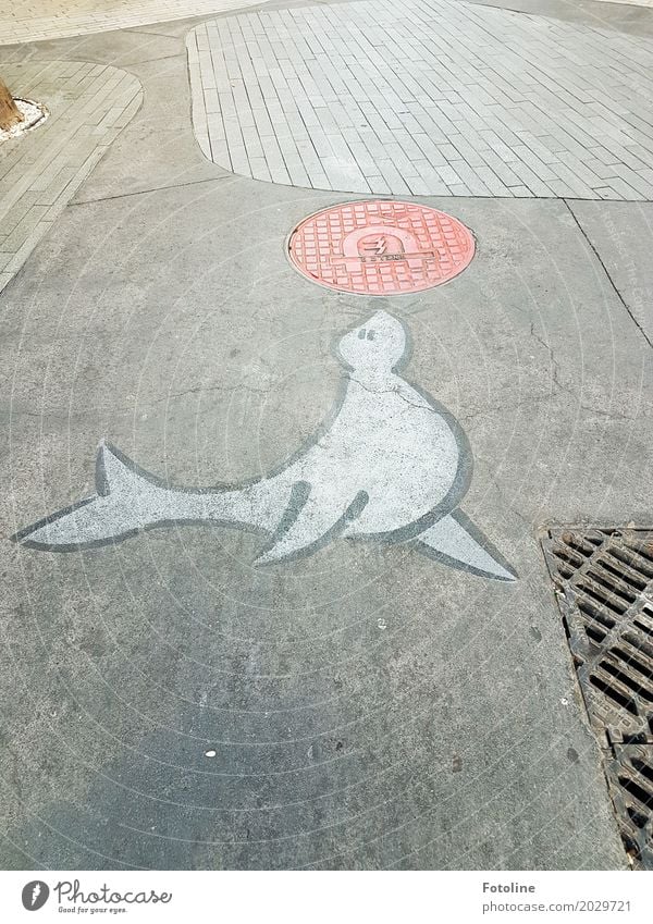 Straßenkunst I Kunst Kunstwerk grau rot Bürgersteig Gully Robben Fußweg Gemälde Farbfoto mehrfarbig Außenaufnahme Menschenleer Textfreiraum unten Tag Licht
