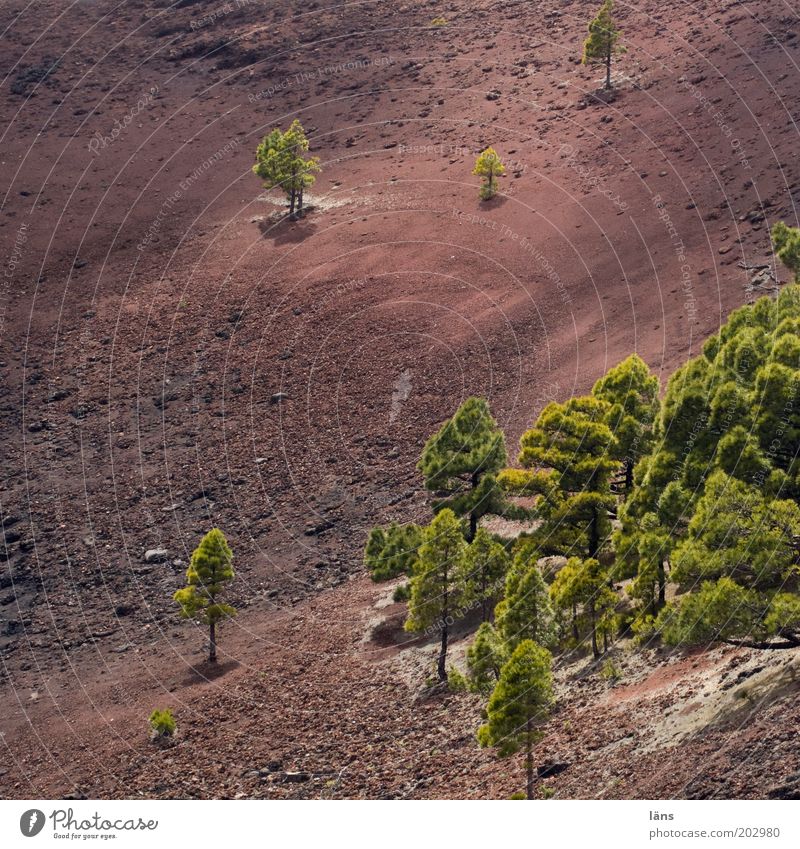 teilweise Umwelt Natur Landschaft Urelemente Erde Vulkan außergewöhnlich La Palma Kanaren Baum Kiefer vereinzelt Farbfoto Außenaufnahme Menschenleer
