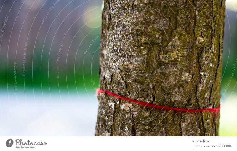 Das rote Band harmonisch Umwelt Natur Pflanze Baum Baumstamm Baumrinde Holz braun grün ruhig Schnur Strukturen & Formen umschließen umschlungen Befestigung